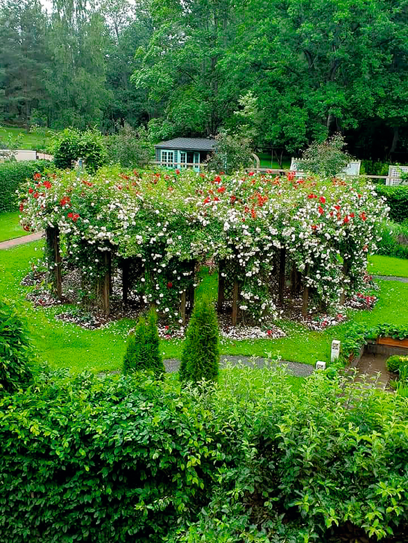 Rožu pergola, kuru ar dārza saimnieces atļauju brauca lūkot Latvijas vadošie rožu audzētāji. Rožu pergola, kuru ar dārza saimnieces atļauju brauca lūkot Latvijas vadošie rožu audzētāji.