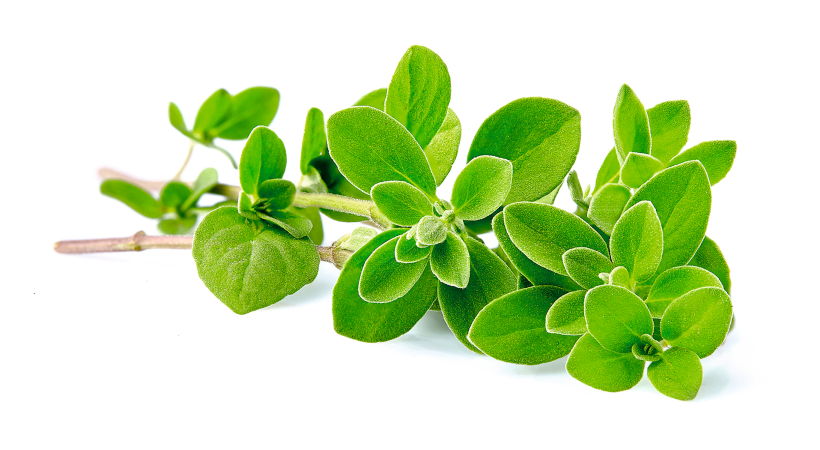 Raudene / Oregano.