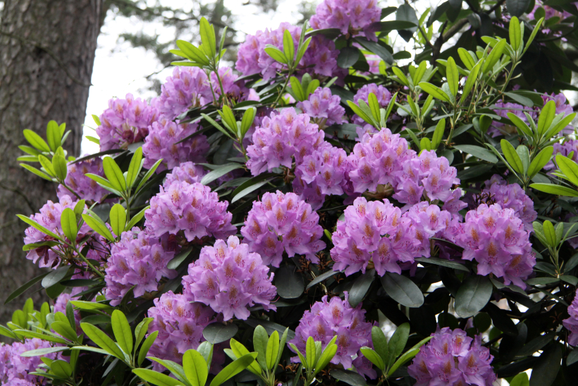 'Catawbiense Grandiflorum' 'Catawbiense Grandiflorum'