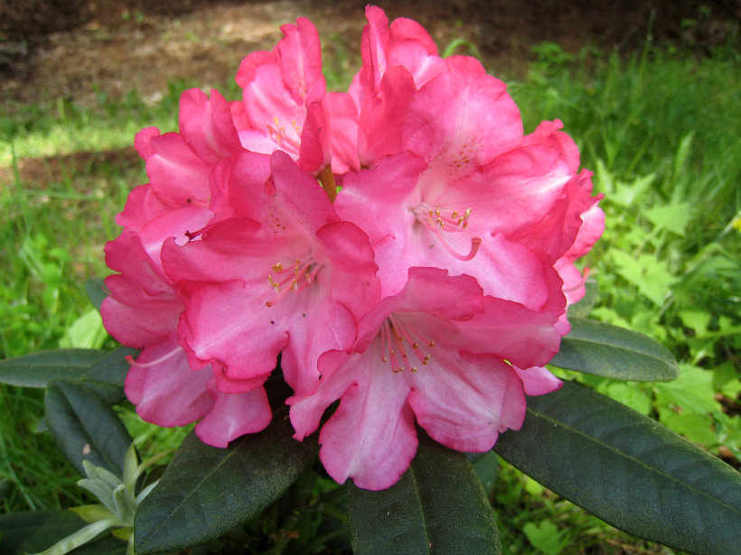 'Emanuela' 'Emanuela'