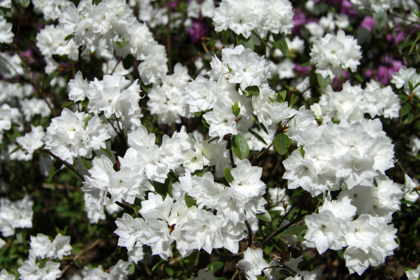 'April Snow'. 'April Snow'.