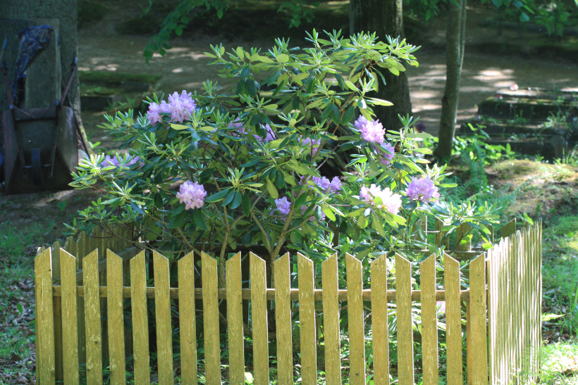 Latvijas vecākais rododendrs Tumē.