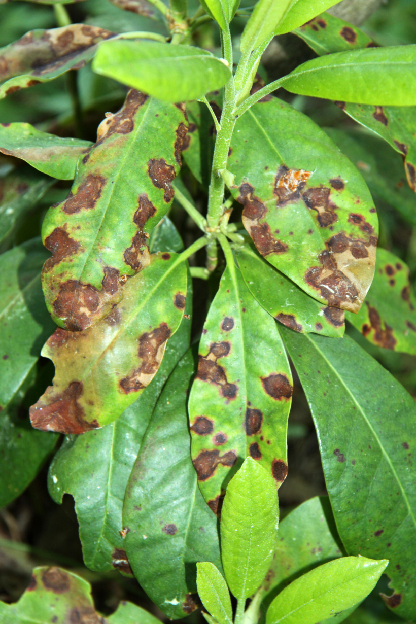 Lapu plankumainība mūžzaļajam rododendram. Lapu plankumainība mūžzaļajam rododendram.