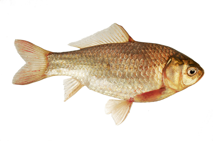 Sudraba karūsa.
