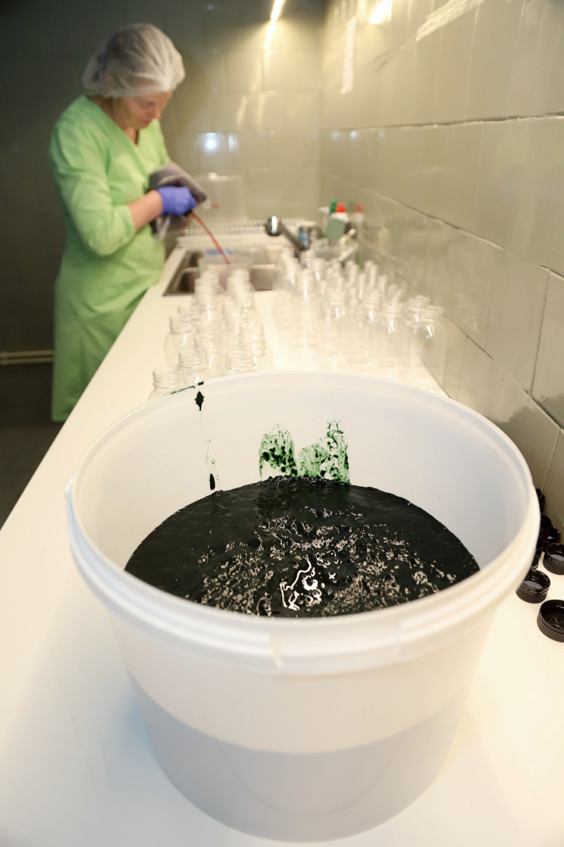 Ražotnē tikko novākta raža: labāk, ka spainis ir gandrīz pilns vērtīgās spirulīnas, kas nu tiks sajaukta ar dzērveņu sulu. Ražotnē tikko novākta raža: labāk, ka spainis ir gandrīz pilns vērtīgās spirulīnas, kas nu tiks sajaukta ar dzērveņu sulu.