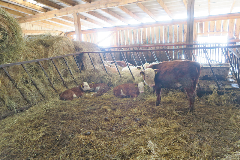 Saimnieks ar 'Herefordas'šķirnes liellopu audzēšanu nodarbojas tāpēc, ka šie liellopi ir neizvēlīgi ēšanā, iztīra laukus no krūmiem, kā arī tiem ir labs dzīvsvara pieaugums. Saimnieks ar 'Herefordas'šķirnes liellopu audzēšanu nodarbojas tāpēc, ka šie liellopi ir neizvēlīgi ēšanā, iztīra laukus no krūmiem, kā arī tiem ir labs dzīvsvara pieaugums.