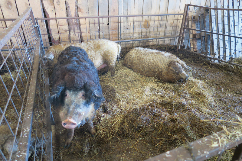 Mangalicas šķirnes cūkas izceļas ar aitām līdzīgu apmatojumu, pieticību un lieliskām gaļas garšas īpašībām. Mangalicas šķirnes cūkas izceļas ar aitām līdzīgu apmatojumu, pieticību un lieliskām gaļas garšas īpašībām.