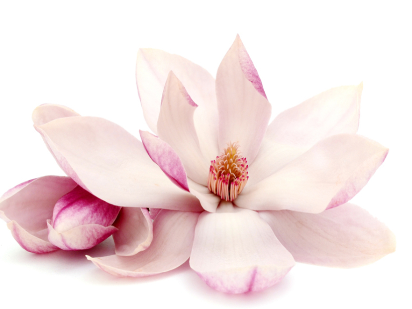 Magnolija.