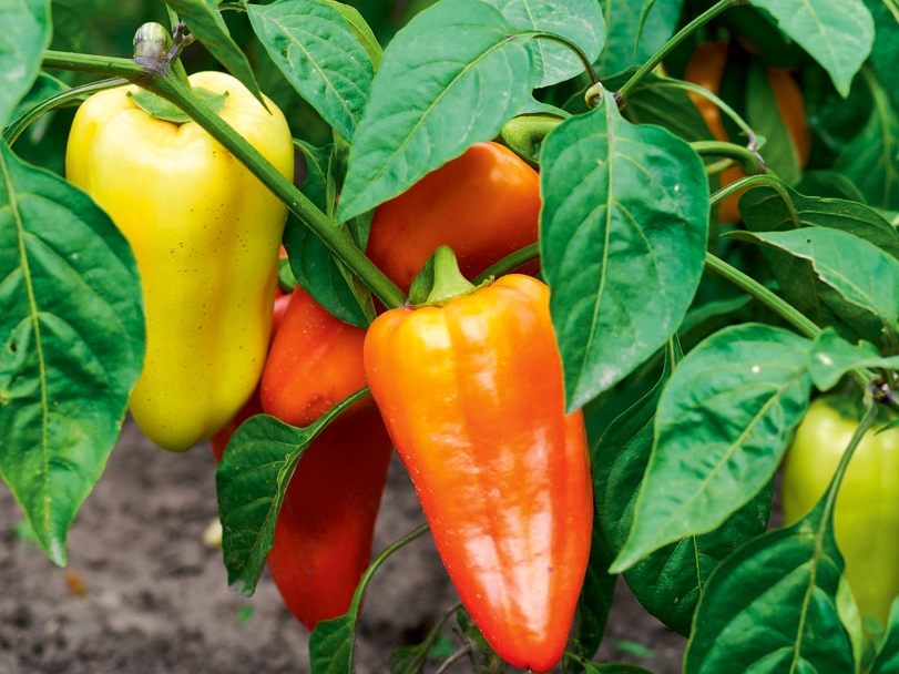 Paprika. Ilustratīvs attēls. Paprika. Ilustratīvs attēls.