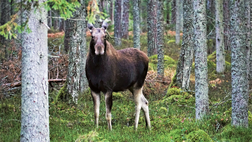 Alnis nav maiņas monēta! Alnis nav maiņas monēta!