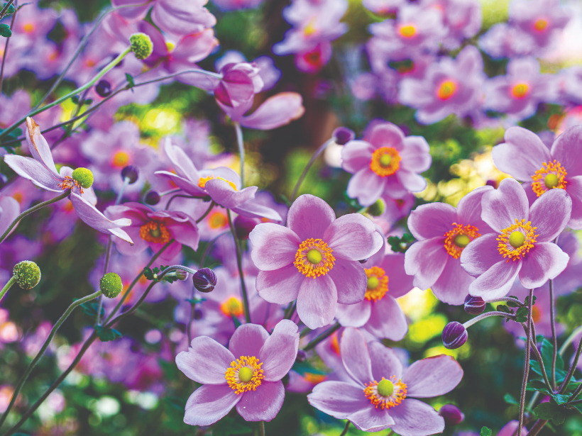 Anemones.