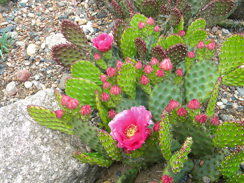 'Opuntia fragilis'. 'Opuntia fragilis'.