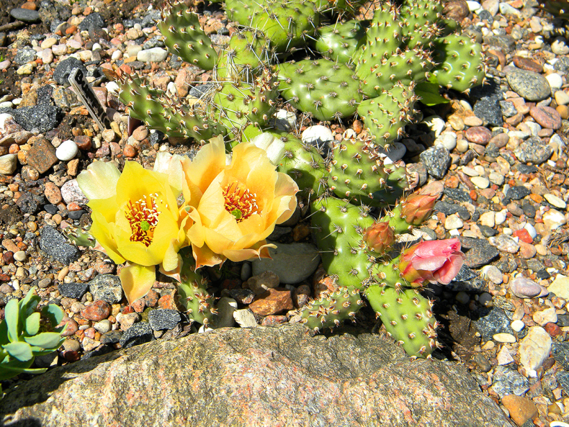 'Opuntia X Bumpy'. 'Opuntia X Bumpy'.