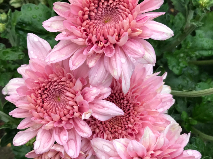 'Gompie Rose'.