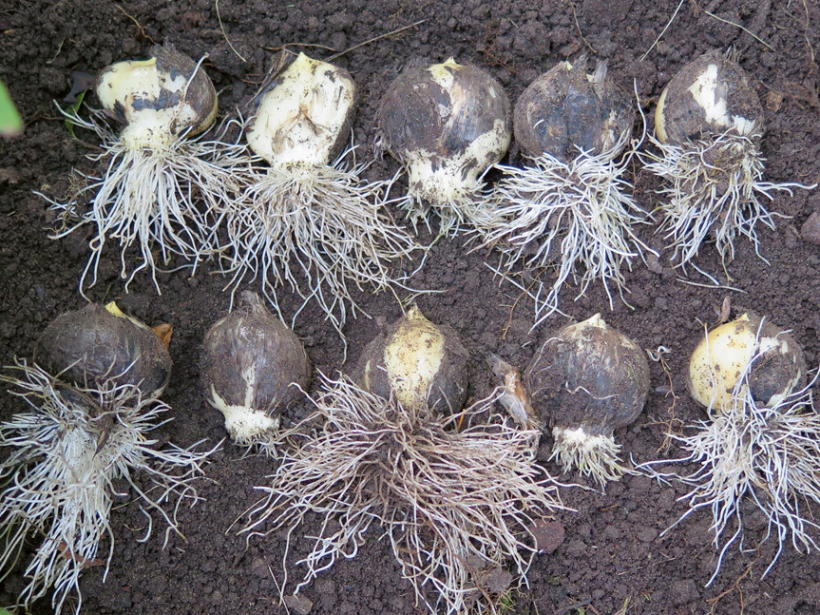 No lielā sīpolu kamola tagad būs desmit jauni. Labāk būtu pārstādīt agrāk – drīz pēc noziedēšanas un lapu nokalšanas, kamēr vēl nav sakņu. Taču to var darīt arī tagad – izrok un tūliņ pārliek jaunā vietā. Sīpoli ir ļoti izturīgi. No lielā sīpolu kamola tagad būs desmit jauni. Labāk būtu pārstādīt agrāk – drīz pēc noziedēšanas un lapu nokalšanas, kamēr vēl nav sakņu. Taču to var darīt arī tagad – izrok un tūliņ pārliek jaunā vietā. Sīpoli ir ļoti izturīgi.