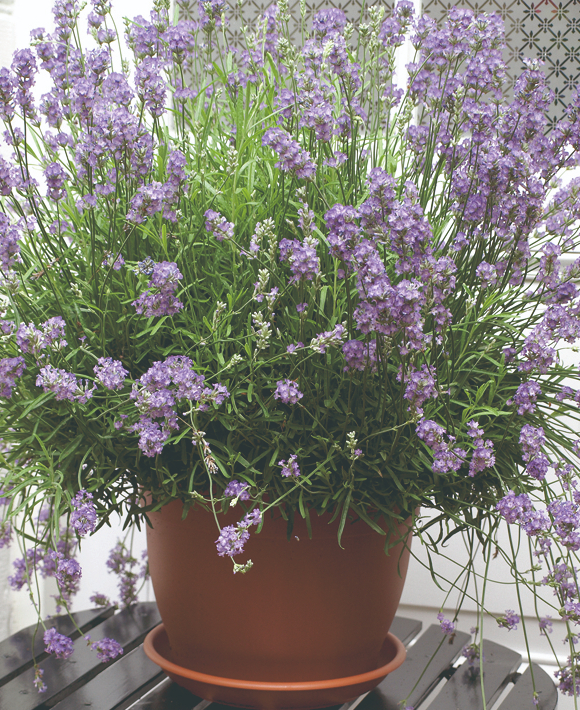 Lavanda podiņā.