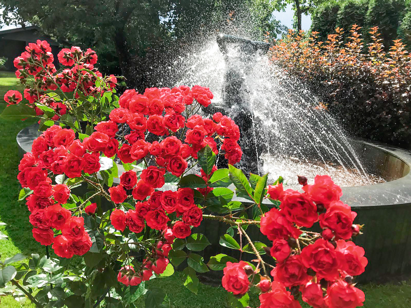 Rozes.