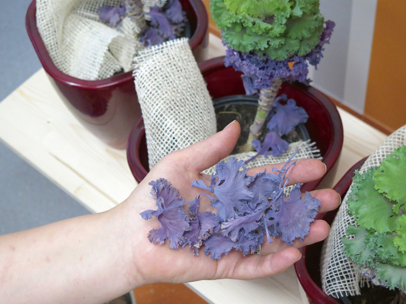 Kāpostu lapiņas ir labs materiāls floristikā. Kāpostu lapiņas ir labs materiāls floristikā.