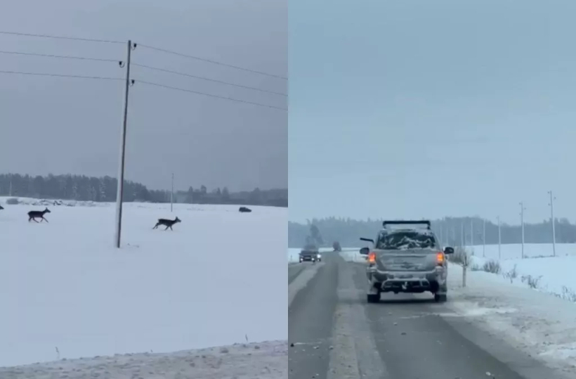 Mednieku sabiedrība šokā. Nofilmē, kā no braucoša auto šauj briežus.