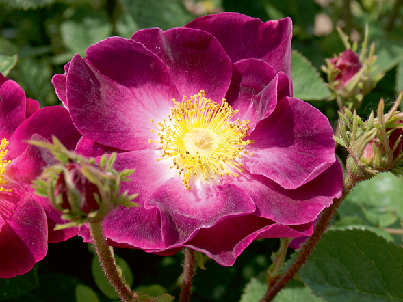 'Violacea' 'Violacea'