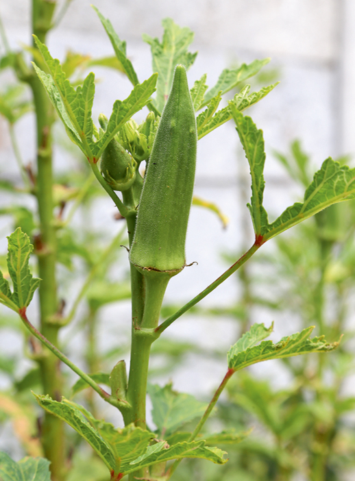 Okras stāds. Okras stāds.