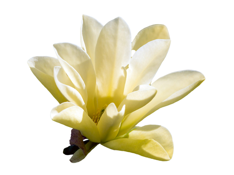 Gurķu magnolija atšķirībā no citām zied pēc lapu saplaukšanas. Gurķu magnolija atšķirībā no citām zied pēc lapu saplaukšanas.