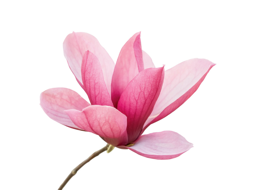 Rozā magnolija. Rozā magnolija.