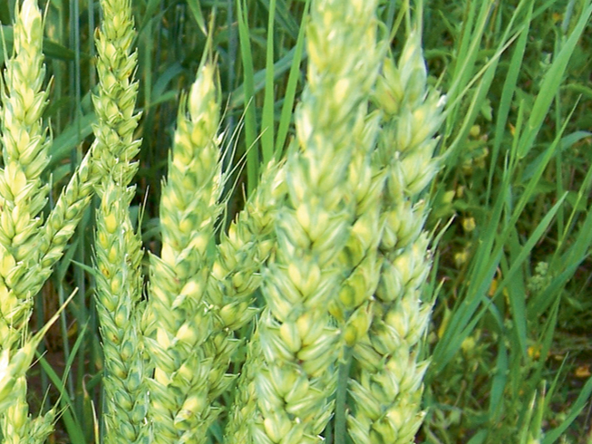 'Robijs'. 'Robijs'.