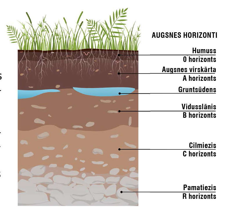 Augsnes horizonti. Augsnes horizonti.