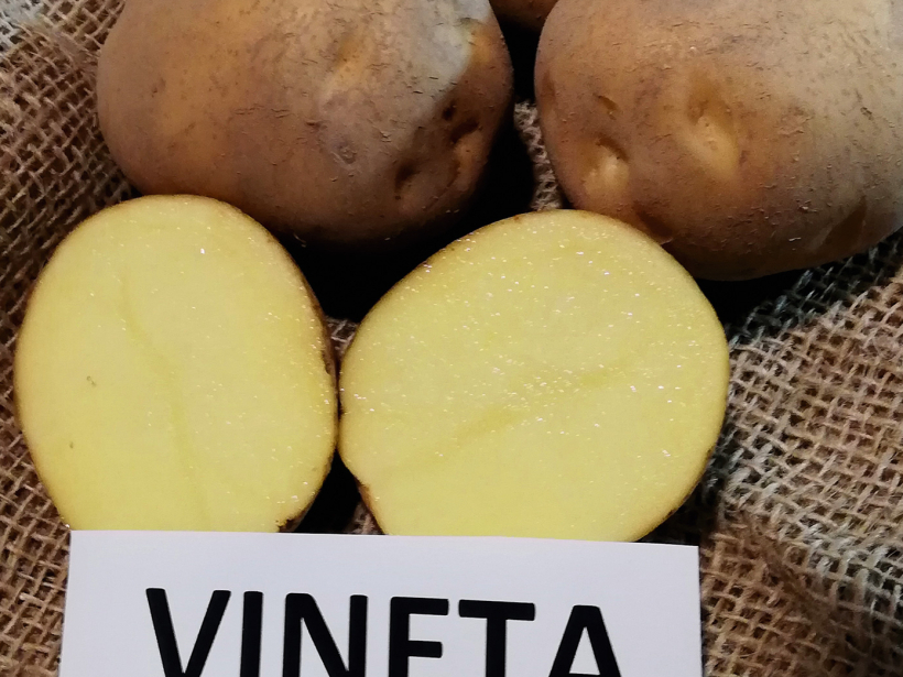 "Vineta'.
