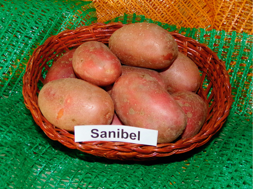 'Sanibel'.