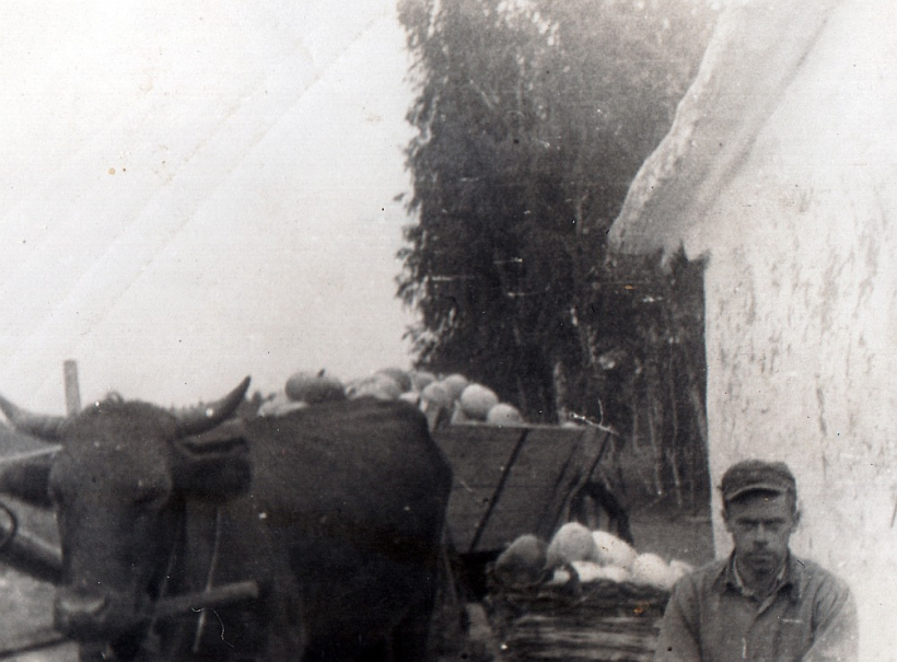 Unikālās fotogrāfijas autors Tālivaldis Dravnieks ķirbju ražas novākšanas laikā Sibīrijā, ap 1951.–1952. gadu. Unikālās fotogrāfijas autors Tālivaldis Dravnieks ķirbju ražas novākšanas laikā Sibīrijā, ap 1951.–1952. gadu.