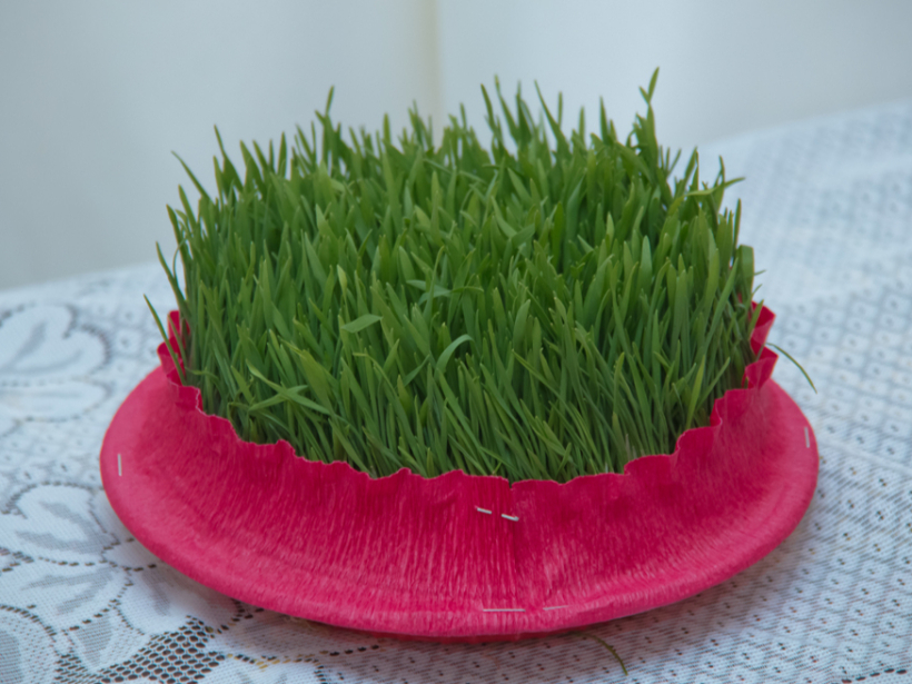 Zaļumi rotājumam.