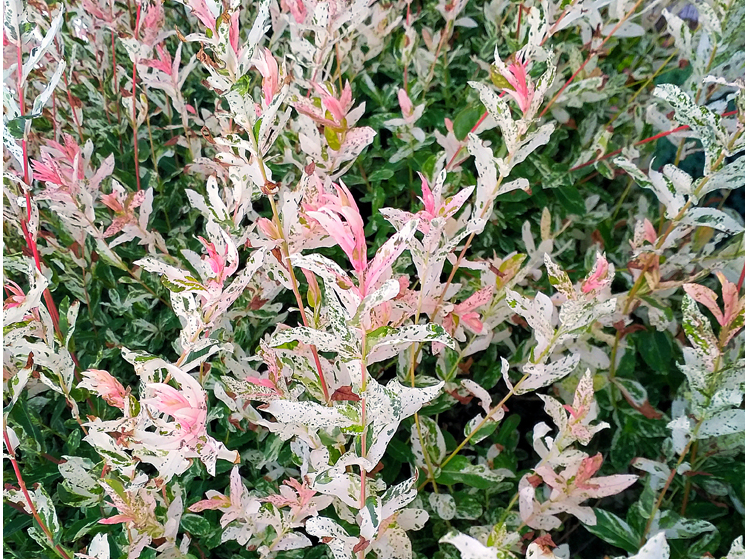 ‘Hakuro-Nishiki’ tuvplānā. ‘Hakuro-Nishiki’ tuvplānā.
