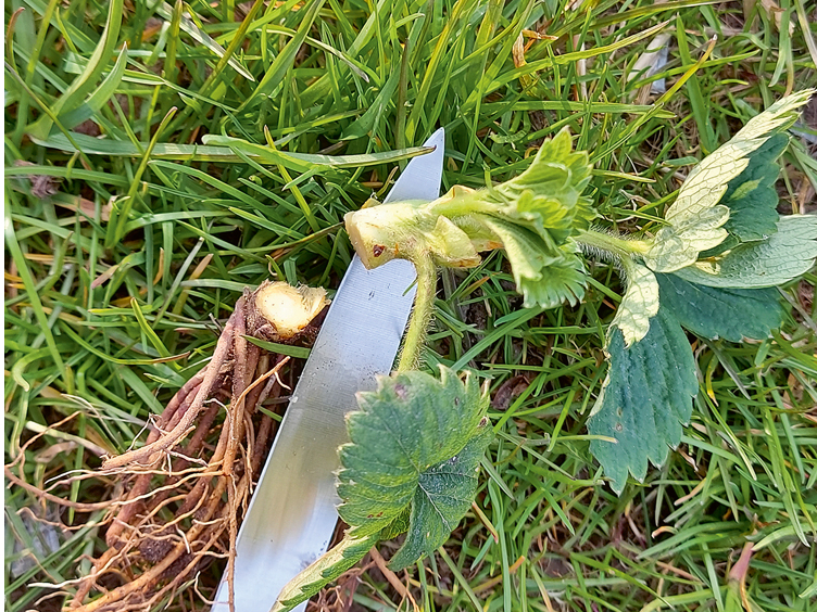 Stāda pārbaude. Stāda pārbaude.