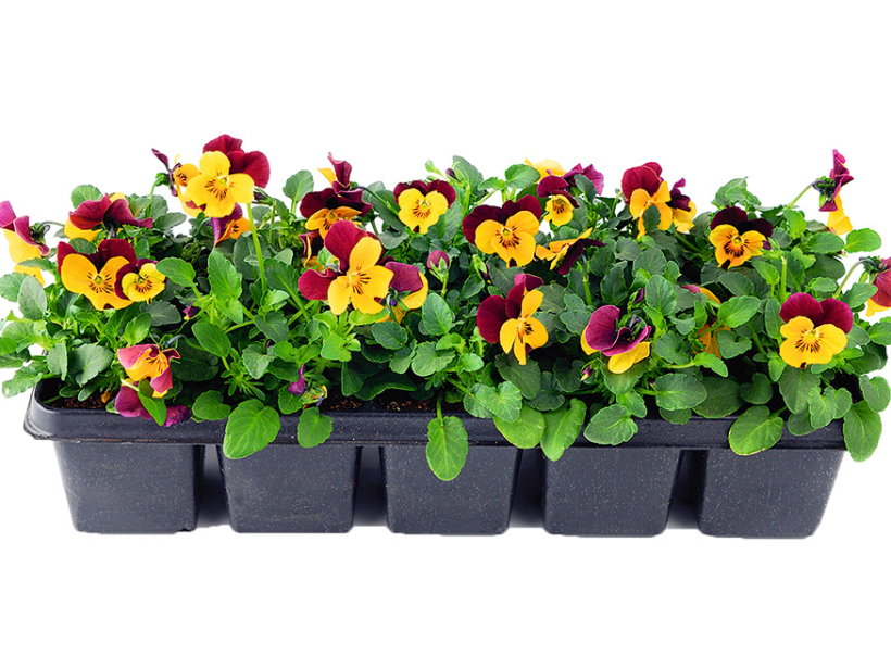 Atraitnītes.