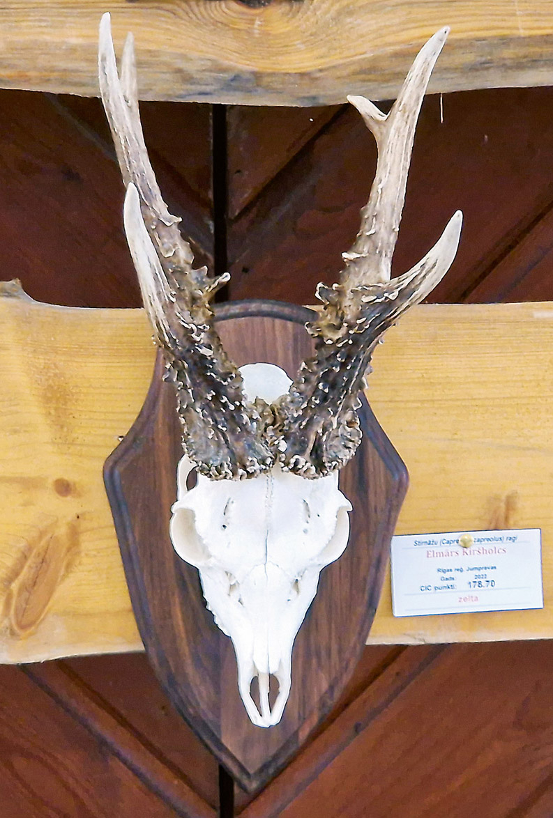 Ar 178,7 CIC punktiem novērtētā stirnāža trofeja.