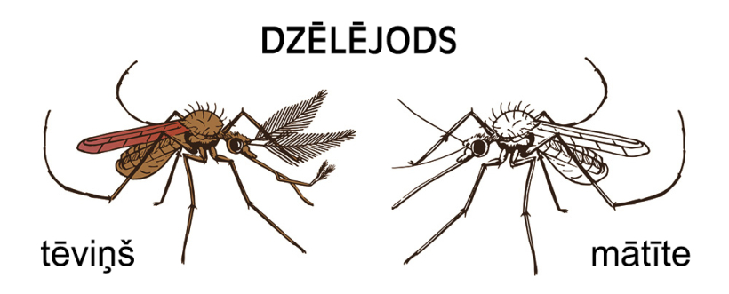 Dzēlējodi. Dzēlējodi.