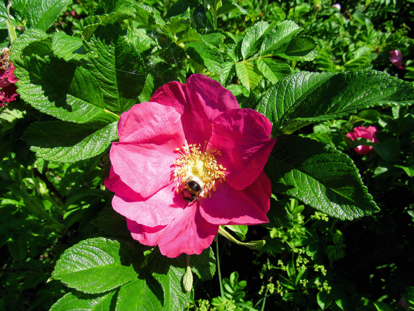 Krokainā roze ir ērkšķains krūms ar sārti violetiem, smaržīgiem ziediem 