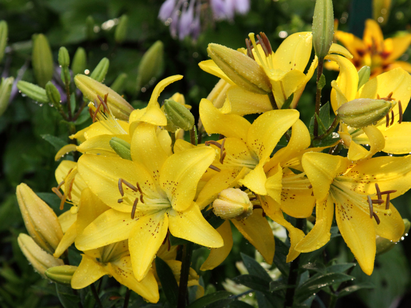 Lilijas. Lilijas.