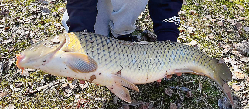 Karpas svars – 7 kg.