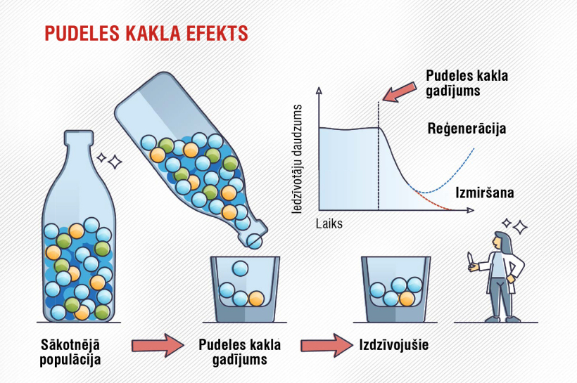 Pudeles kakla efekts. Pudeles kakla efekts.