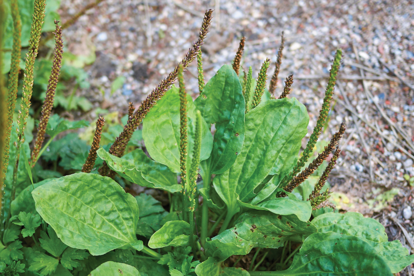 Lielā ceļteka (Plantago major L.).