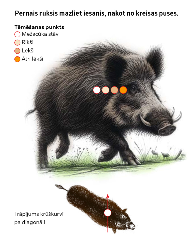 Kur tēmēt mežacūkai? Kur tēmēt mežacūkai?