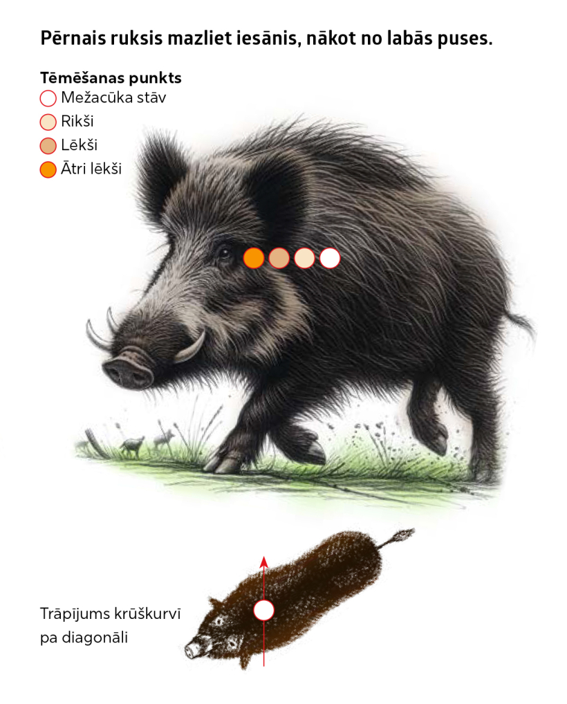 Kur tēmēt mežacūkai? Kur tēmēt mežacūkai?