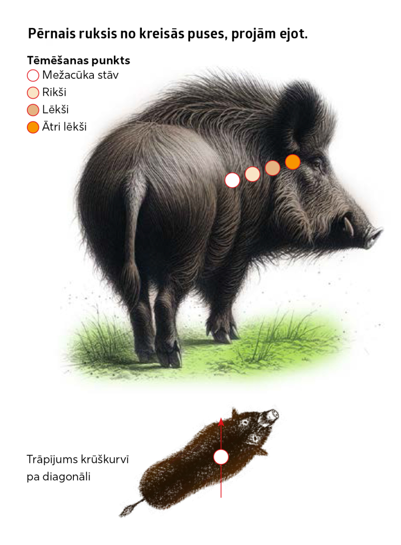 Kur tēmēt mežacūkai? Kur tēmēt mežacūkai?