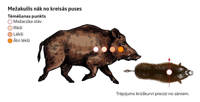 Kur tēmēt mežacūkai? Kur tēmēt mežacūkai?