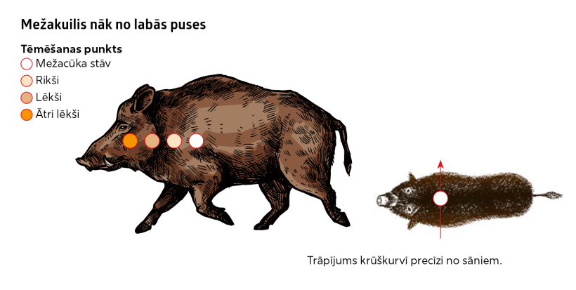 Kur tēmēt mežacūkai? Kur tēmēt mežacūkai?