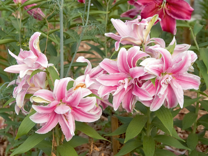 'Roselily Belonica' 'Roselily Belonica'