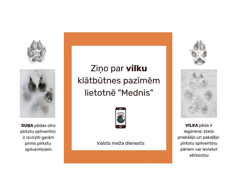 Lai iegūtu pēc iespējas pilnīgāku priekšstatu par vilku izplatību Latvijā, Valsts meža dienests aicina iedzīvotājus ziņot par vilku klātbūtnes pazīmēm. Fotogrāfiju un GPS koordināšu nosūtīšanai dienests aicina izmantot lietotni "Mednis", kas bez maksas lejupielādējama viedtālruņos. Lai iegūtu pēc iespējas pilnīgāku priekšstatu par vilku izplatību Latvijā, Valsts meža dienests aicina iedzīvotājus ziņot par vilku klātbūtnes pazīmēm. Fotogrāfiju un GPS koordināšu nosūtīšanai dienests aicina izmantot lietotni "Mednis", kas bez maksas lejupielādējama viedtālruņos.